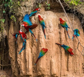 Machu Picchu, Cusco, Amazon Rainforest Tour
