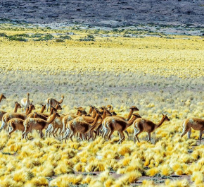 Argentina, Bolivia, Chile Tour