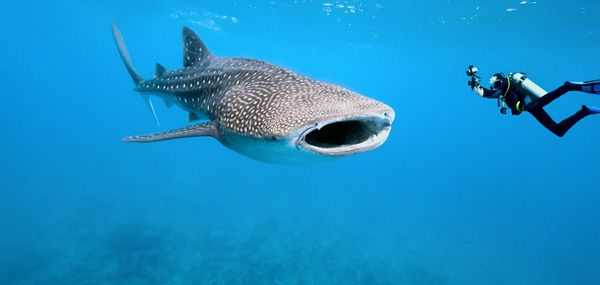 Diving