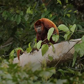 The Amazon Rainforest