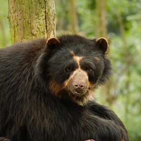 The Andean Cloud Forest