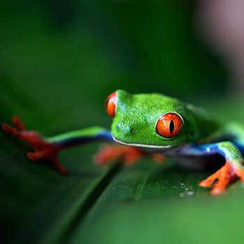 Travel in Amazon Rainforest