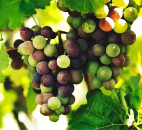 Argentina, Mendoza, Salta Wine Tour