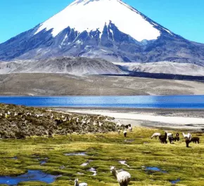 Sajama National Park Tour