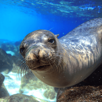 Travel in Galapagos